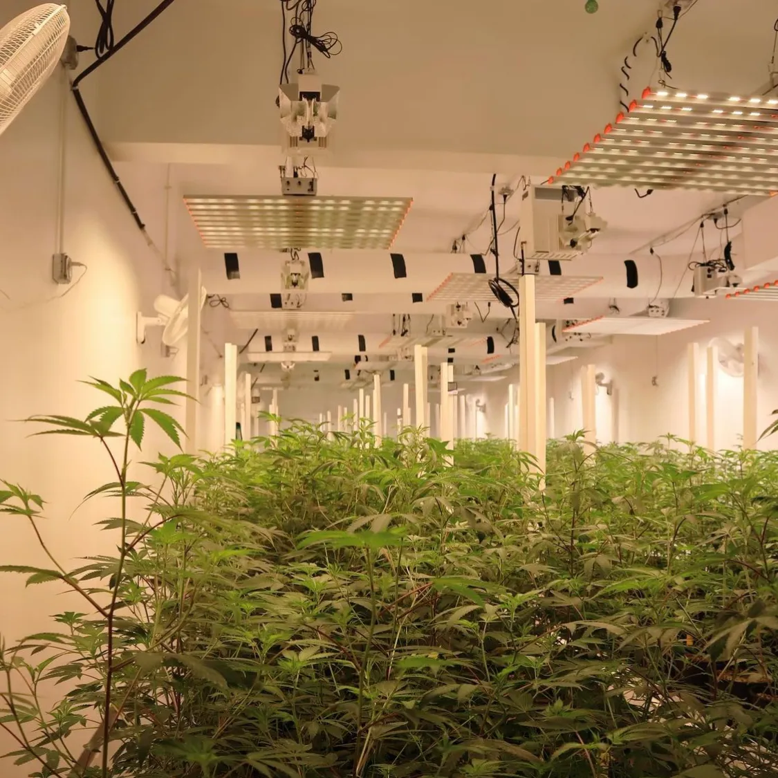 Six Differences Between LED & HPS Grow Lights