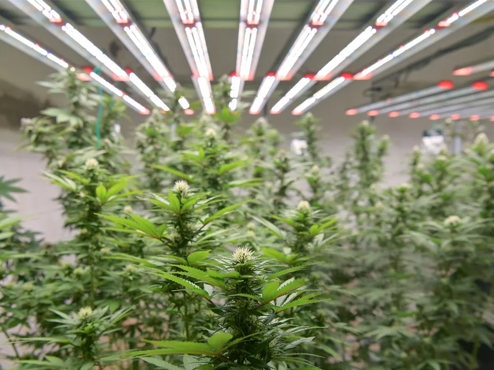 How-To-Choose-LED-Grow-Lights