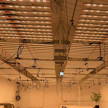 What-kind-of-LED-grow-lights-do-professional-growers-use