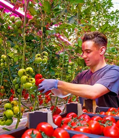 SunPlus Floriculture Growers: Optimal Solutions for Success
