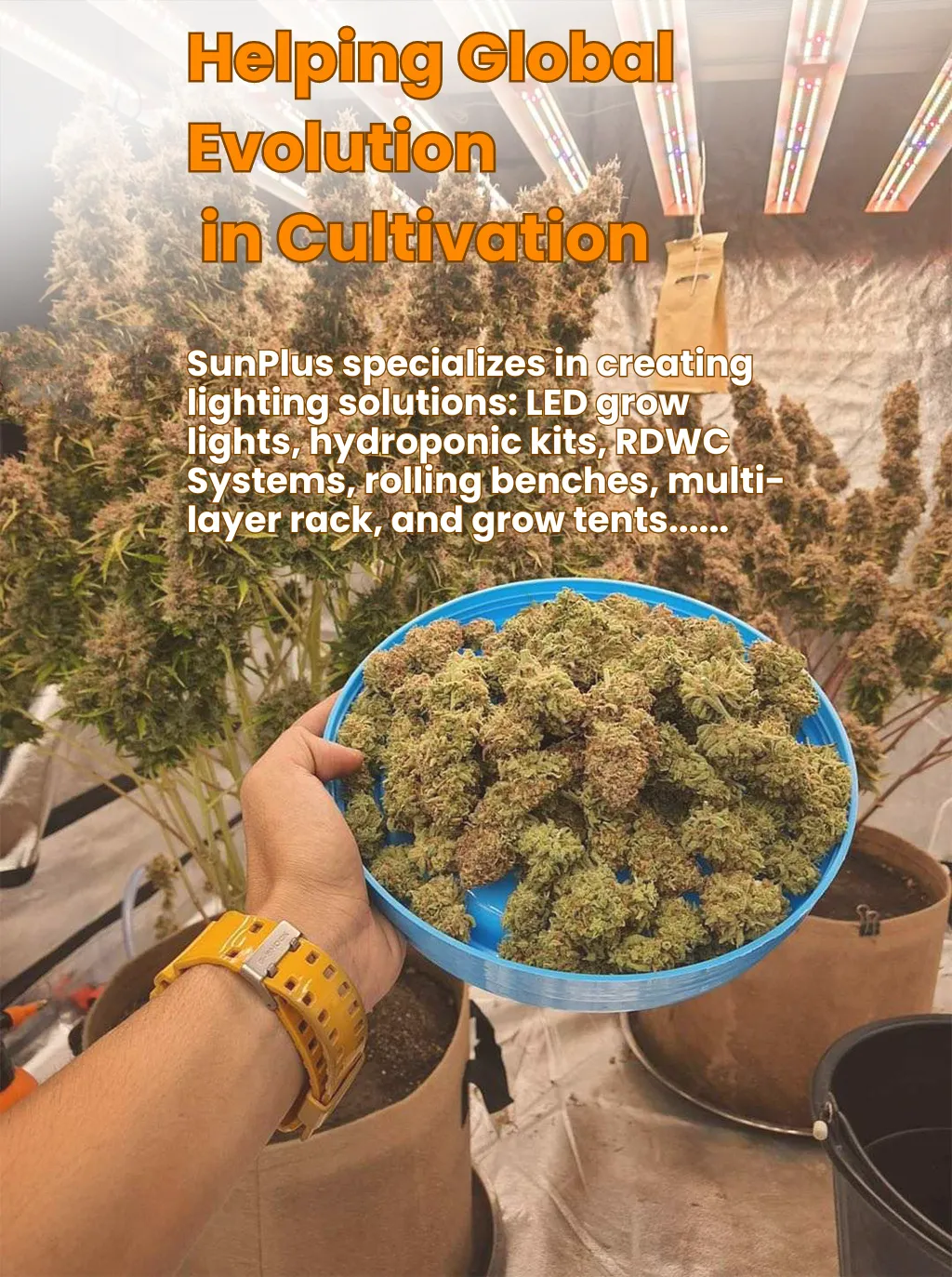SunPlus specializes in creating lighting solutions: LED grow lights, hydroponic kits, RDWC System, rolling benches, multi-layer grow rack, and grow tents.